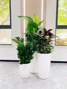 揭秘宁波前湾花卉租赁价格的秘密！